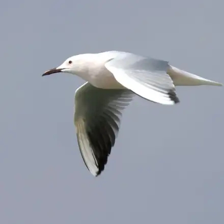 Slender-billed Gull adult in flight in breeding plumage, showing a white wing pattern.