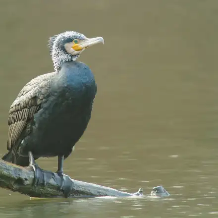 Adult Great Cormorant in breeding plumage, perched on a branch over the water.