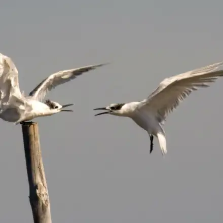 Two Sandwich Terns, one flying and one perched calling.