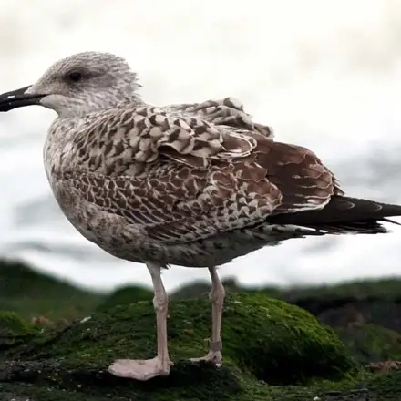 Yellow-legged Gull first-year immature perched, heavily streaked with brown plumage.