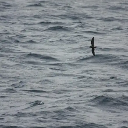 Leach’s Storm-petrel flying over the sea, showing the forked tail.