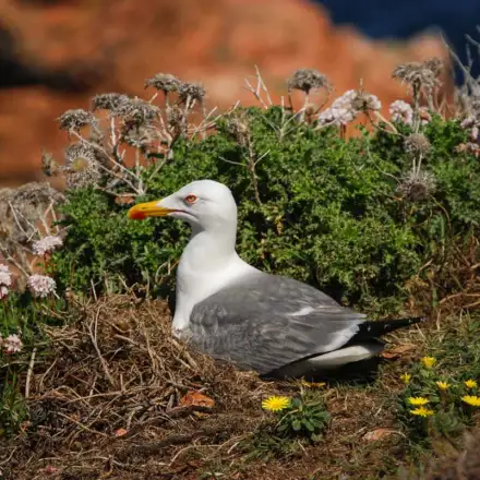 Yellow-legged Gull adult at the nest.