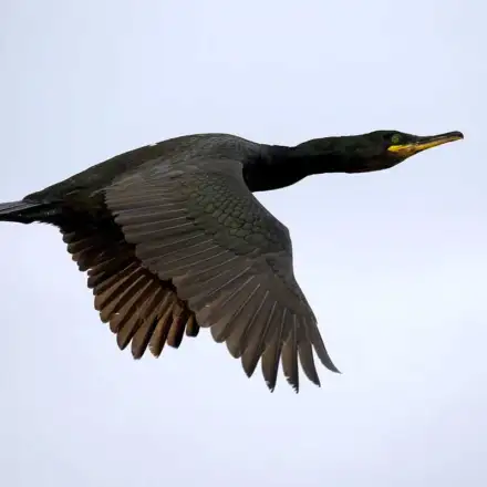 Adult European Shag flying