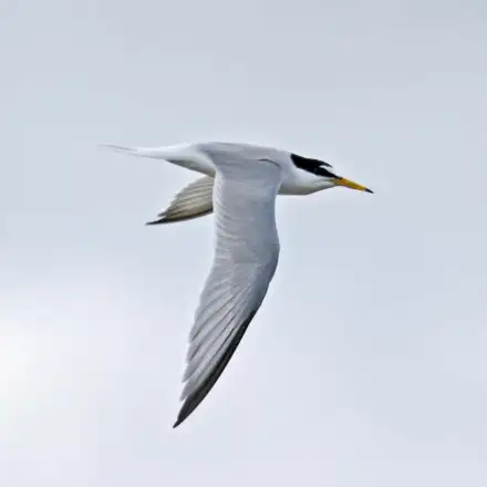 Little Tern adult in flight, showing a black-capped head with a white forehead patch and a yellow bill with a black tip