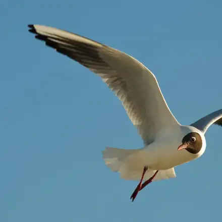 Black-headed Gull adult in breeding plumage, showing a dark hood, in flight