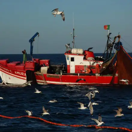 Yellow-legged Gulls gathered around a purse-seine fishing vessel at sea, feeding on fish.