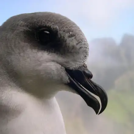 Zino’s Petrel with head in detail, with the Madeira mountain massif in the background.