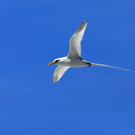 White-tailed Tropicbird in flight, showing white plumage with a yellow bill and long white tail streamers.