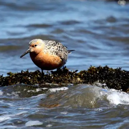 Red Knot in breeding plumage, showing rufous underparts and a grey-brown scaly upperbody.