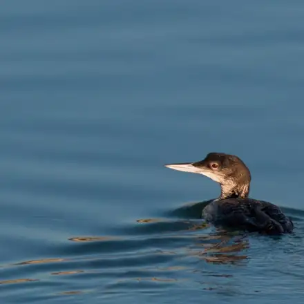 Common Loon resting on the water in winter plumage, showing dark upperparts.