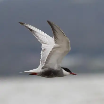 Whiskered Tern adult in flight in breeding plumage, showing a black head, grey body, and darker underparts.
