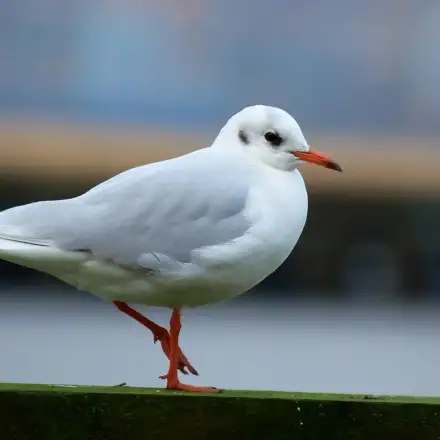 Black-headed Gull adult in winter plumage, with red bill and legs, perched in a harbour