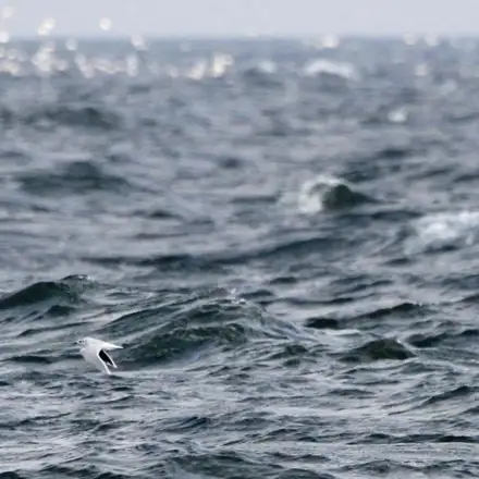 Little Gull flying over rough sea conditions.