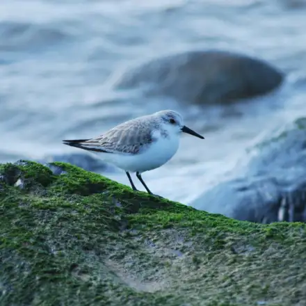 Sanderling perched on a coastal rock in pale winter plumage, showing light grey upperparts and white underparts.