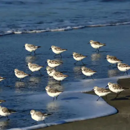 Group of Sanderlings on the sand near the tideline