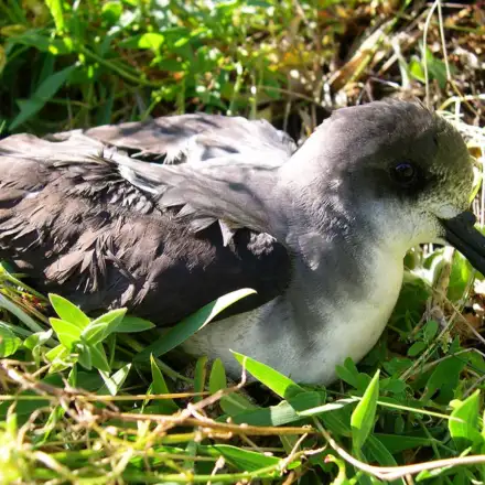 Zino’s Petrel on the ground in the colony