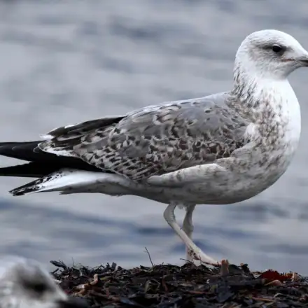 Yellow-legged Gull second-year immature perched, showing emerging grey mantle feathers while still retaining brown plumage.