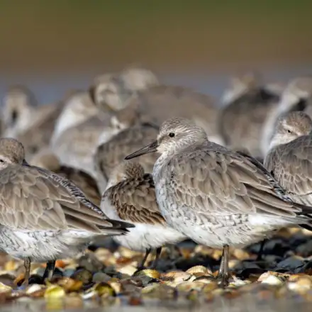 Group of Red Knots in non-breeding plumage, resting in the intertidal zone, showing pale grey and subdued plumage.