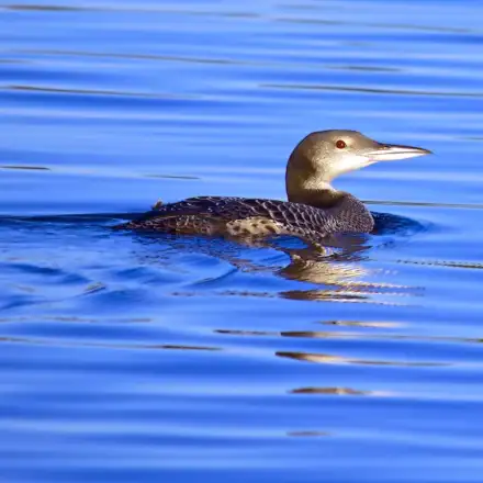Common Loon on the water in winter plumage, showing grey head and neck