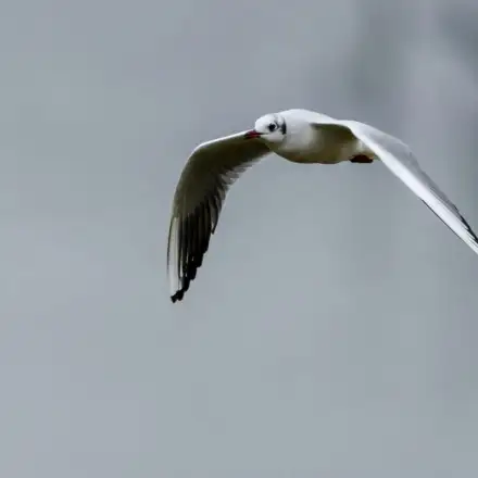 Black-headed Gull adult in winter plumage, flying, with a white head and dark smudges behind the eyes