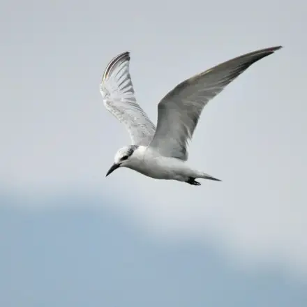 Whiskered Tern adult in non-breeding plumage, showing a white head with a dark crown and a dark ear patch.