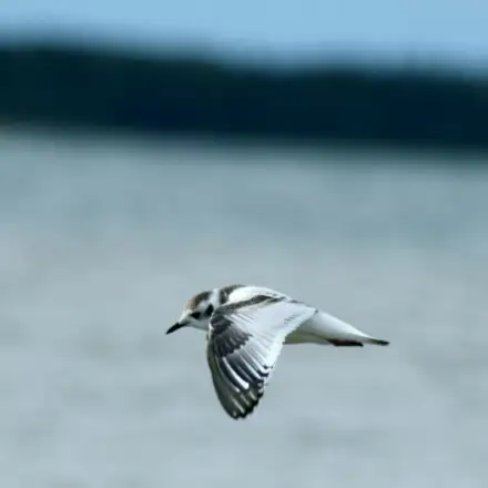 Little Gull flying over the sea while foraging