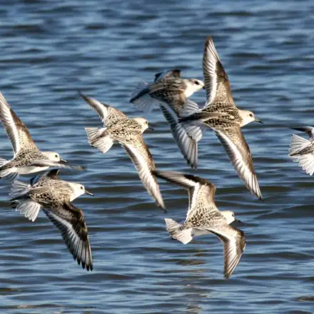 Group of Sanderlings flying along the coastline.