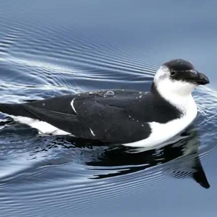 Razorbill on the water, showing typical plumage with dark upperparts and white underparts.