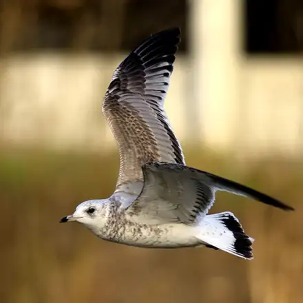Mew Gull immature in flight, showing brownish plumage