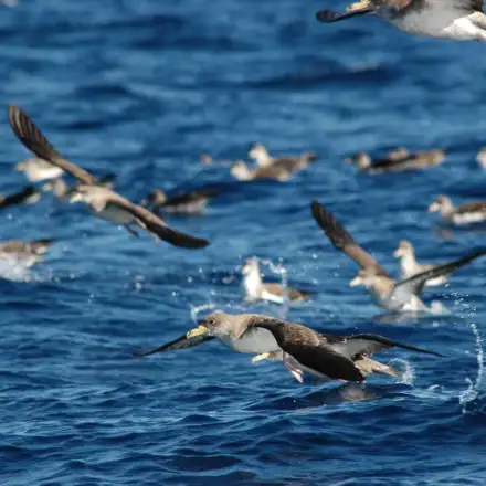 Group of Cory’s Shearwaters on the sea, with some resting and others flying.