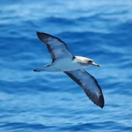Cory’s Shearwater flying over the sea, showing the underside of the body.