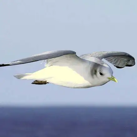Black-legged Kittiwake adult in non-breeding plumage, flying over the sea, showing a white head with a dark ear spot.