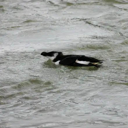 Razorbill resting on the water, showing characteristic plumage and a slender body floating at the surface.