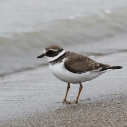 Common Ringed Plover juvenile walking along the tideline, showing paler, scaly upperparts, a less defined breast band, and soft brownish tones.