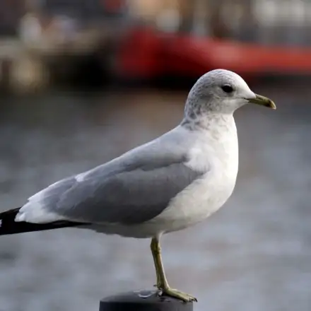 Mew Gull adult in winter plumage, resting, showing fine brown streaking on the head and hind-neck, pale grey mantle, and a yellow bill