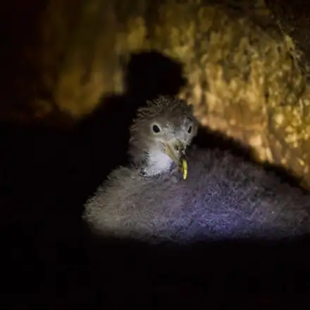Cory’s Shearwater chick in the nest burrow at night