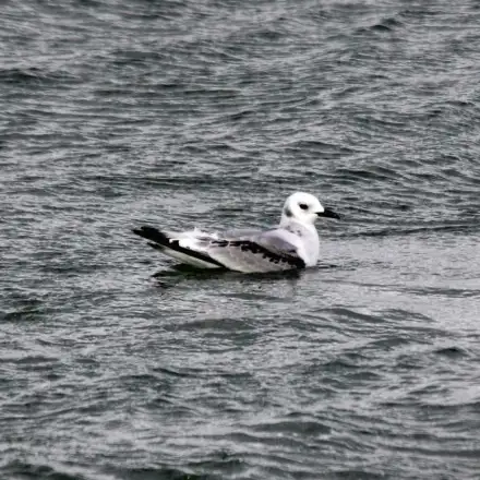 Immature Black-legged Kittiwake resting on the water, showing  dark wing pattern