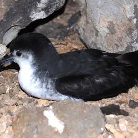 Barolo Shearwater resting in the colony at night