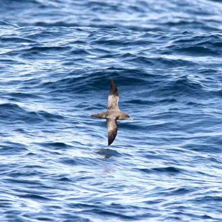 Sooty Shearwater flying low over the sea.