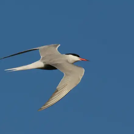 Common Tern adult in flight in breeding plumage, showing a black cap, pale grey upperparts, and a red bill.