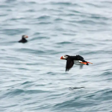 Atlantic Puffin flying over the sea.