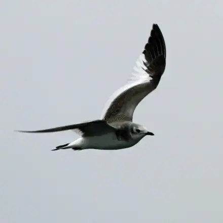 Juvenile Sabine’s Gull flying