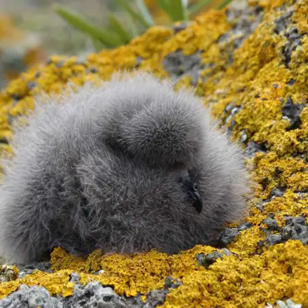 Monteiro’s Storm-petrel chick, a few weeks old and still covered in down feathers