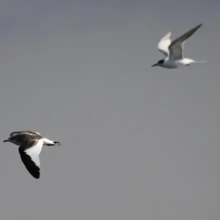 Immature Sabine’s Gull in flight, with a tern in the background.