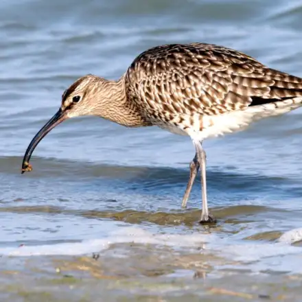 Whimbrel feeding in intertidal sediment, probing the sand with its curved bill.