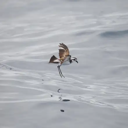 White-faced Storm-petrel skipping on the sea surface