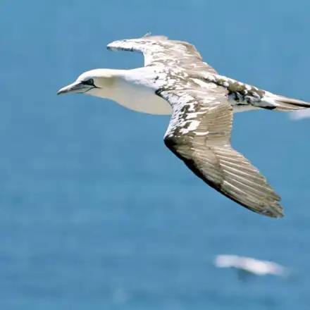 Northern Gannet third-year immature flying over the sea.