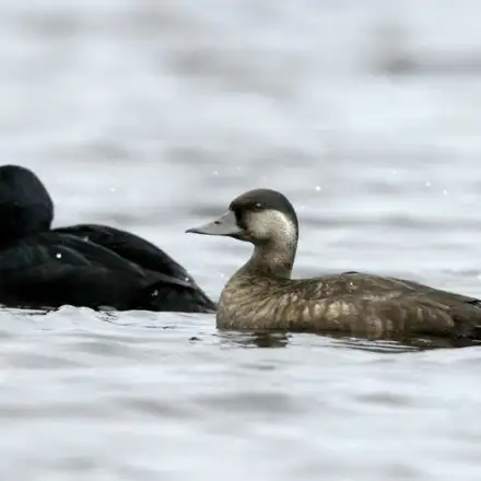 Male and female Common Scoters floating together at sea, the male all black with a black-and-yellow bill, the female brown with a paler face.