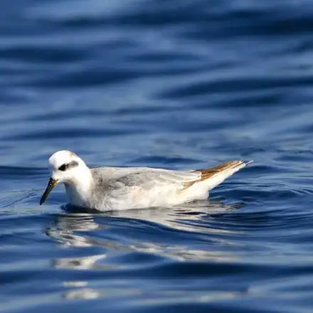 Red Phalarope resting on the sea surface.