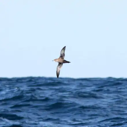 Sooty Shearwater flying over the sea.
